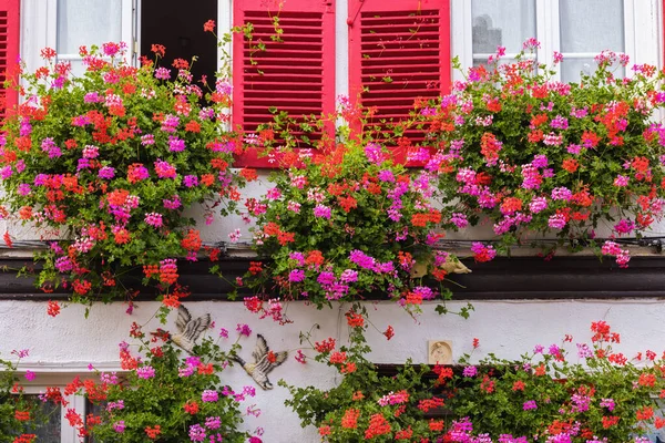 Fenster Mit Roten Fensterläden Mit Geranienblüten Dekoriert — Stockfoto