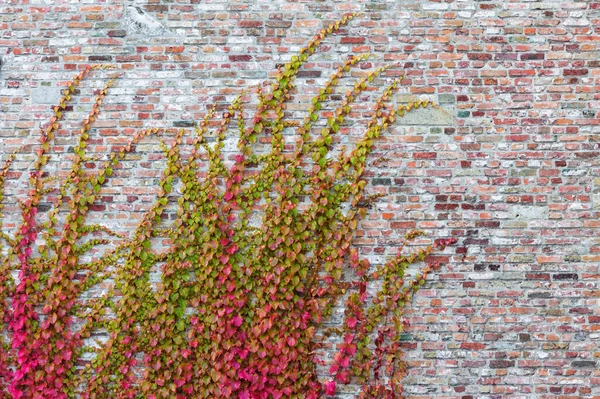 Sonbahar Renkli Asma Dallarından Örülmüş Tuğla Bir Duvarın Dekoratif Resmi — Stok fotoğraf