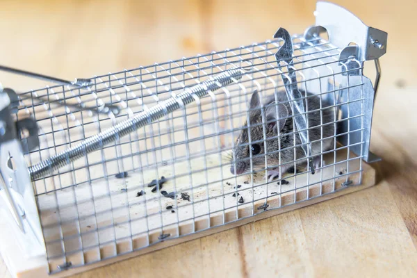 picture of a little house mouse sitting in a live trap
