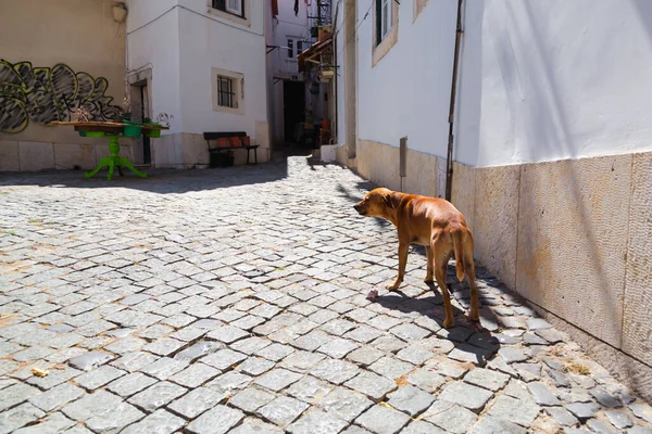 Hnědý Pouliční Pes Uličce Starého Města Lisabonu Portugalsko — Stock fotografie