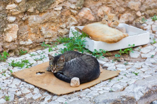 Picture Cute Street Cats Lying Cardboard Box Sidewalk City — Stock Photo, Image