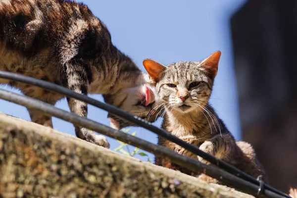 Zdjęcie Dwóch Ulicznych Kotów Ścianie Jeden Liże Pozostałe Futro — Zdjęcie stockowe