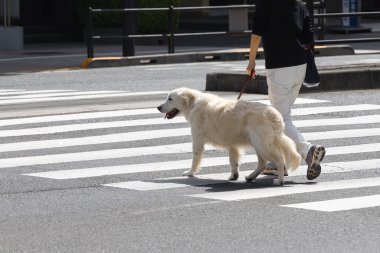 tasmalı bir Golden Retriever ile bir şehir caddesini ezen birinin resmi.
