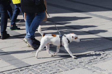 Şehirde köpeğini gezdiren tanınmayan birinin resmi.