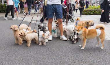 Tokyo, Japonya 'da bir sürü köpekle gezen bir adamın resmi.