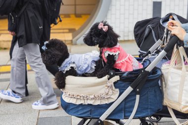 Tokyo, Japonya 'da iki köpeği olan bir bebek arabasını iten bir kadının resmi.