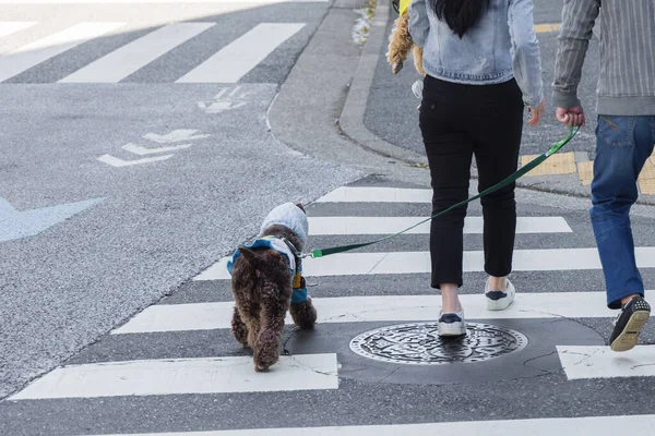 Bir Çift Şehir Caddesinde Tasmalı Bir Köpekle Yürüyor — Stok fotoğraf