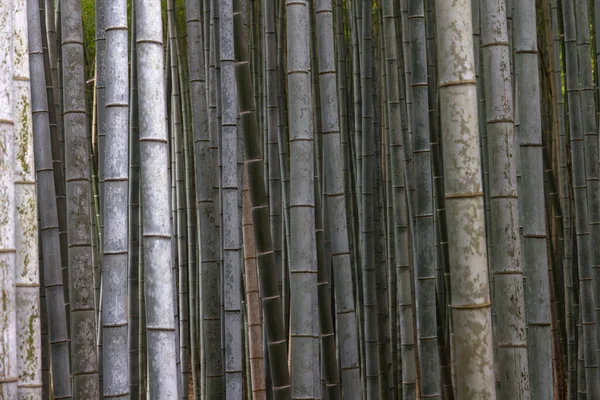 Vista Detallada Del Bosque Bambú Arashiyama Cerca Kyoto Japón — Foto de Stock