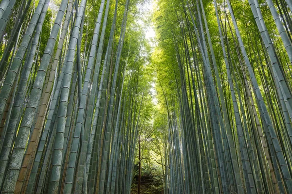 Alacsony Szög Kilátás Bambusz Erdő Arashiyama Közelében Kiotó Japán — Stock Fotó