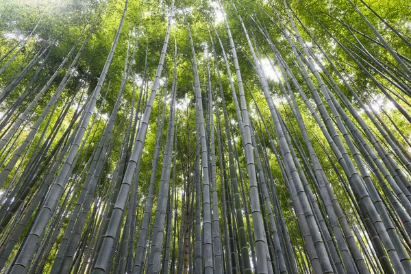日本京都附近荒山竹林的低角景观 — 图库照片