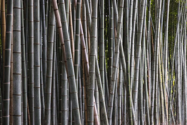 Детальный Обзор Бамбуковых Лесов Арашиямы Вблизи Киото Япония — стоковое фото