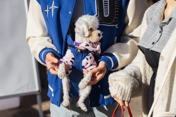 Person Carries Cute Dog Dog Carrier Bag Front Belly — Stock Photo, Image