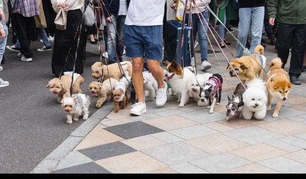 在日本东京 一个男人带着很多狗散步的照片 — 图库照片