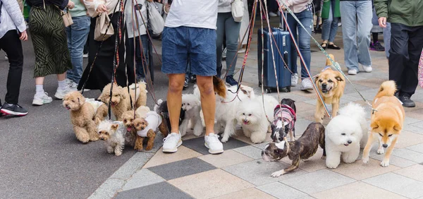 Picture Man Who Walking Lot Dogs Tokyo Japan — Stock Photo, Image