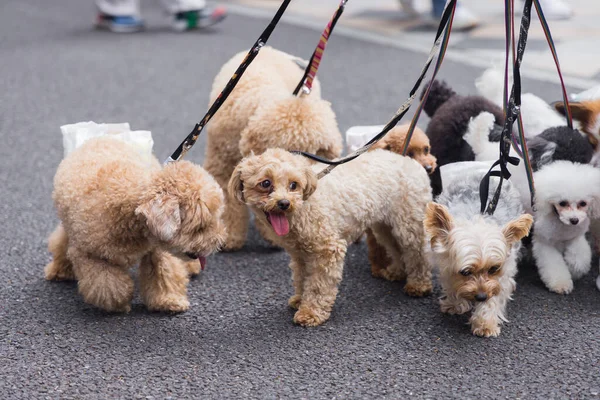 Man Loopt Met Veel Honden Aan Lijn Stad — Stockfoto