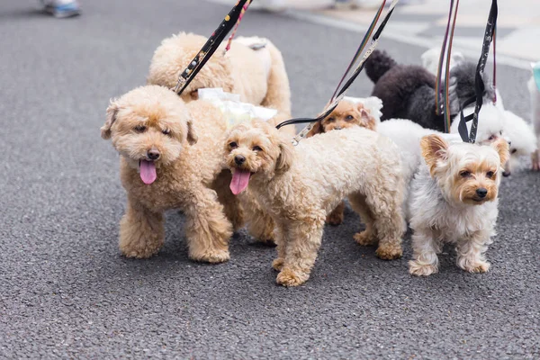 Man Loopt Met Veel Honden Aan Lijn Stad — Stockfoto