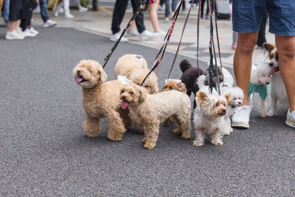 Picture Man Who Walking Lot Dogs City — Stock Photo, Image