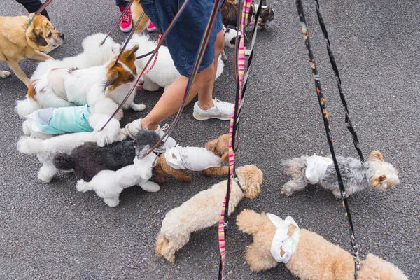 Foto Van Een Man Die Loopt Met Veel Honden Stad — Stockfoto