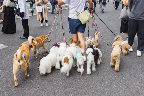 Foto Uomo Che Cammina Con Molti Cani Tokyo Giappone — Foto Stock