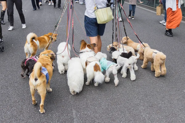 Foto Uomo Che Cammina Con Molti Cani Tokyo Giappone — Foto Stock