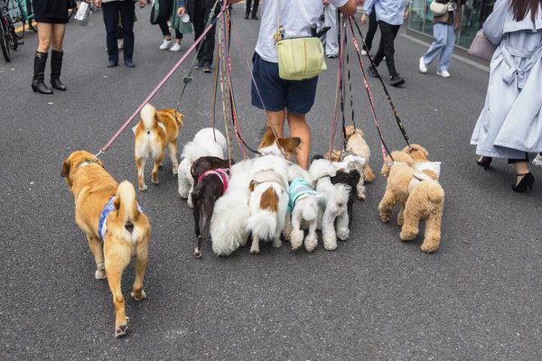 Bild Eines Mannes Der Mit Vielen Hunden Tokio Japan Spazieren — Stockfoto