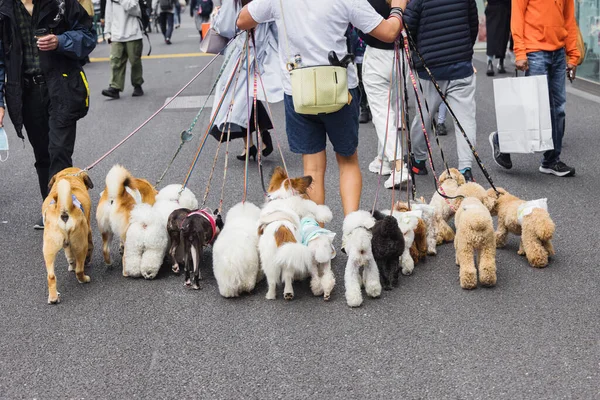 Foto Van Een Man Die Loopt Met Veel Honden Stad — Stockfoto