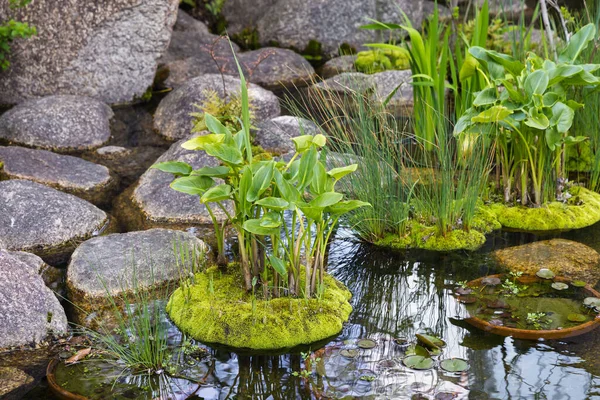 Detail Picture Japanese Garden Water Plants Rocks Pond — Stock Photo, Image