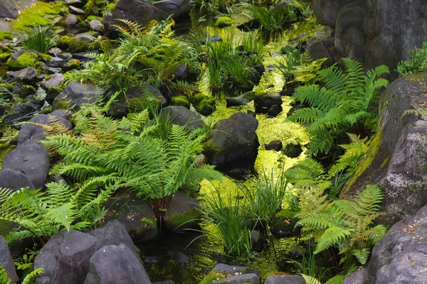 Klidná Scéna Japonské Zahrady Kapradím Skalami Rybníka — Stock fotografie