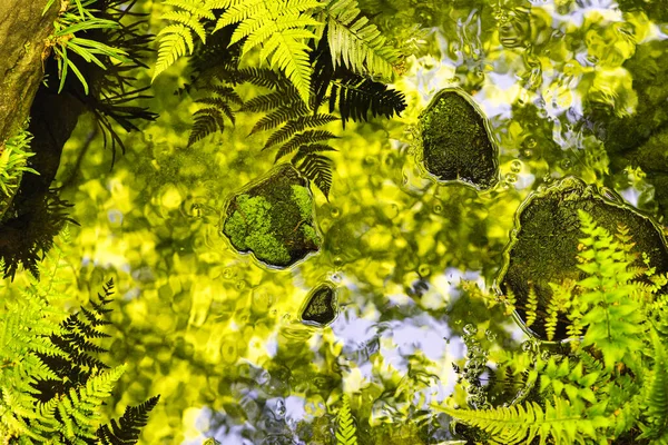 一个日本花园的宁静景象 园中有蕨类植物 池塘边有岩石 — 图库照片