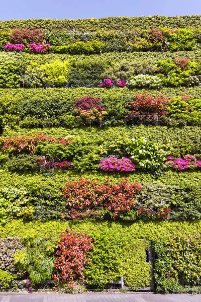 Picture Vertical Planted Wall Flowering Plants — Stock Photo, Image