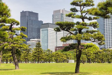 Kokyo Gaien Ulusal Bahçesi, Tokyo, Japonya 'daki İmparatorluk Sarayı' nın dış bahçeleri, arka planda gökdelenler.