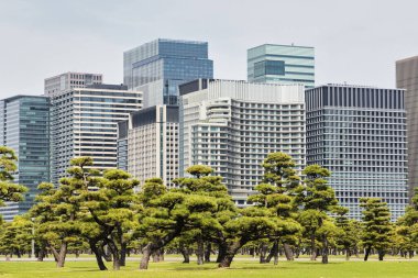 Kokyo Gaien Ulusal Bahçesi, Tokyo, Japonya 'daki İmparatorluk Sarayı' nın dış bahçeleri, arka planda gökdelenler.