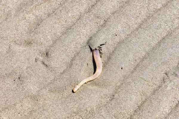 Picture Lugworm Burrows Sand Beach Atlantic Ocean — Stock Photo, Image