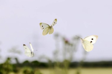 Üç lahana beyaz kelebeğin bir tarlanın üzerinde uçuştuğu bir resim.