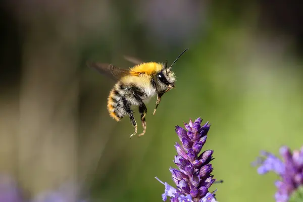picture of a flying bumblebee in the garden bed with Agastache flowers