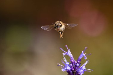 Uçan bir arının ön görüntüsü. Bir bacağını gözünün önünde tutuyor.