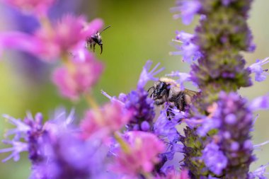 Uçan iki yaban arısının resmi. Yarı saklanmış Agastache çiçekleri.