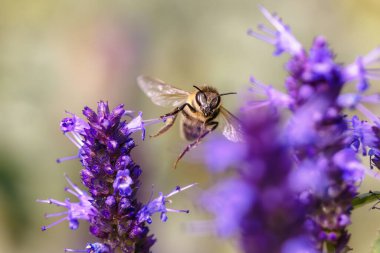 Agastache çiçeğinden başlayan uçan bir arının ön görüntüsü.