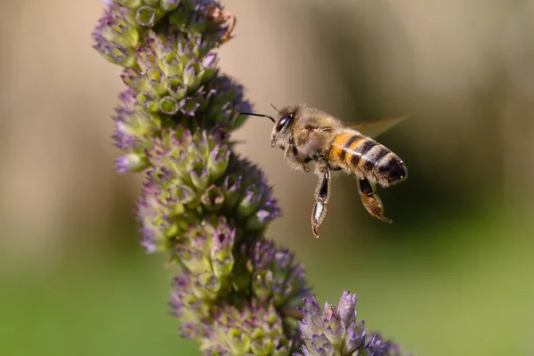 picture of a bee flying in the garden bed between the flowers of an Agastache