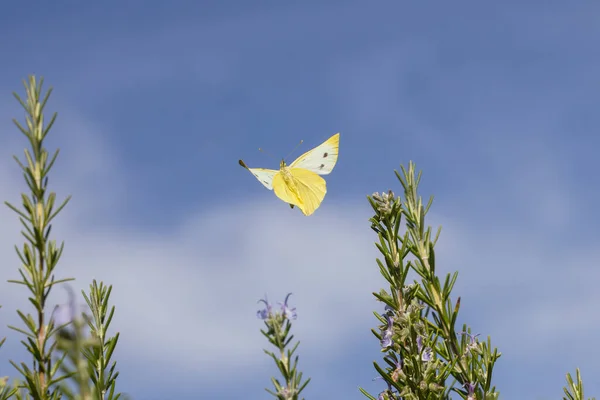 Picture Aflying Cabbage White Butterfly Rosemary Bush — Stock Photo, Image