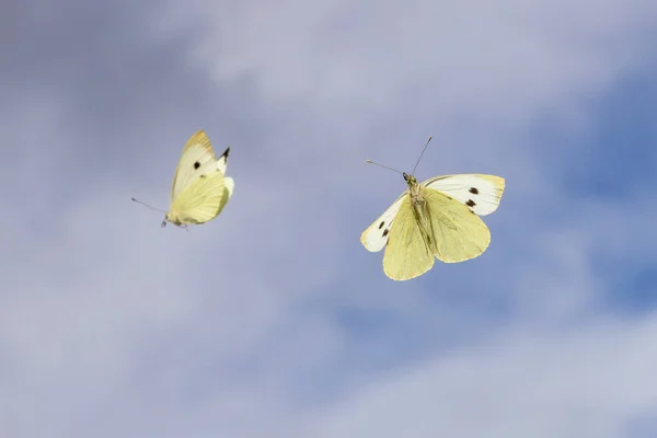 picture of two flying cabbage white butterflies in the air