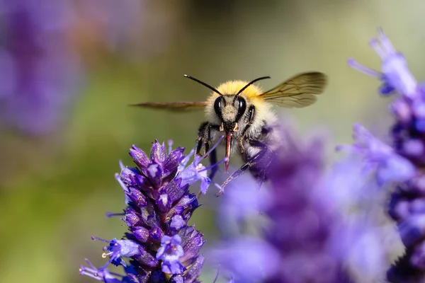 picture of a flying bumblebee in the garden bed with Agastache flowers