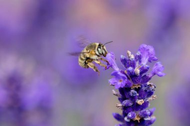 Lavanta çiçekleri arasında uçan bir çömlekçi arısı resmi