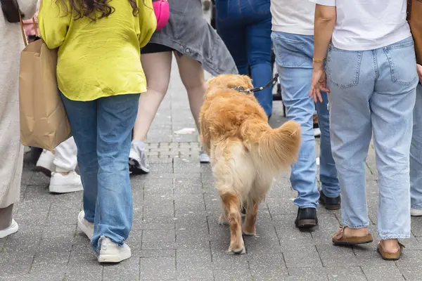 Person with a dog on a leash walks amid a crowd of people in the city