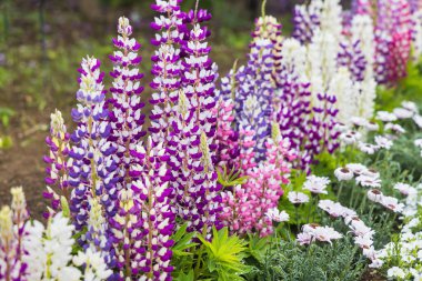 Bir çiçek sınırının resmi, diğer çiçeklerin yanında, lupinler