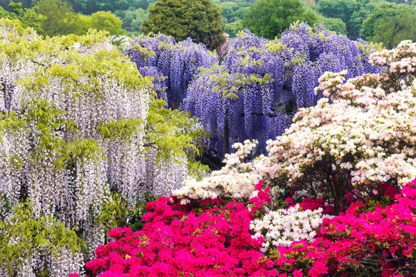 Picture Flowering Different Colored Wisteria Azalea Trees — Stock Photo, Image