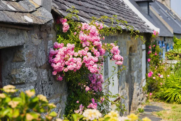 Typické Malebné Kamenné Domy Pokryté Růžovými Úponky Bretaň Francie — Stock fotografie