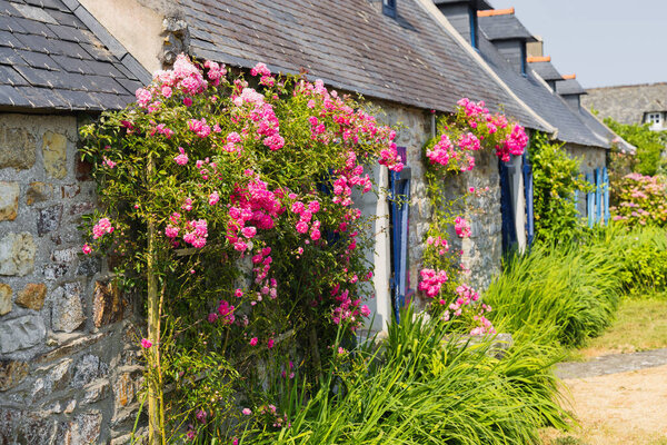 Typical, picturesque stone houses covered with rose tendrils in Brittany, France