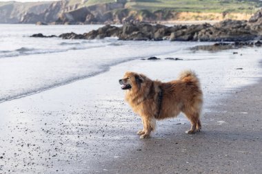 Kayalık bir sahilde duran sevimli bir elo köpeğinin resmi.