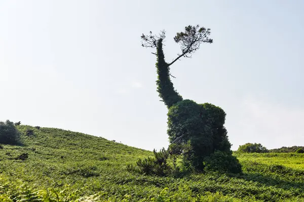 Yeşil Bir Arazide Dalları Olan Eşsiz Şekilli Bir Ağacın Resmi — Stok fotoğraf